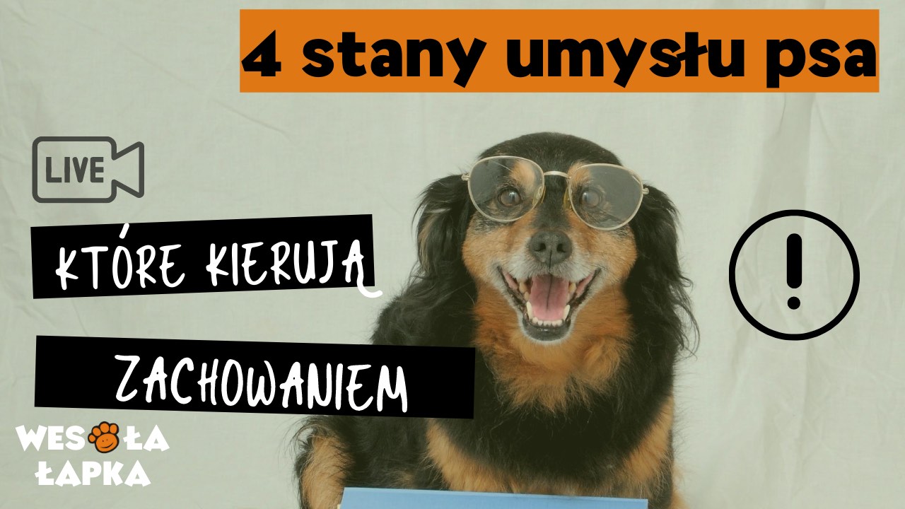 4 stany umyslu psa