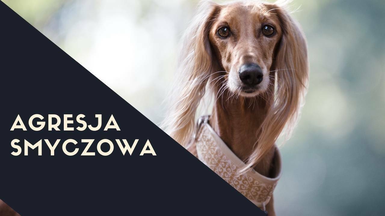 Agresja smyczowa Miniatura YouTube