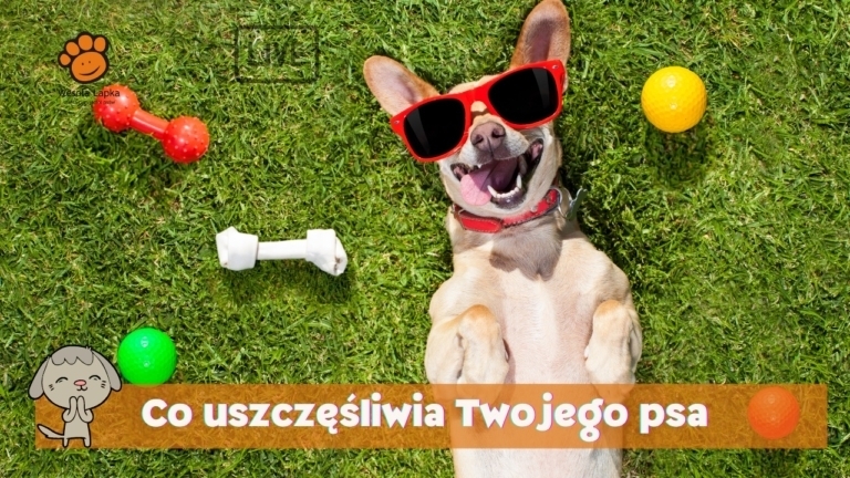 Co uszczęśliwia Twojego psa