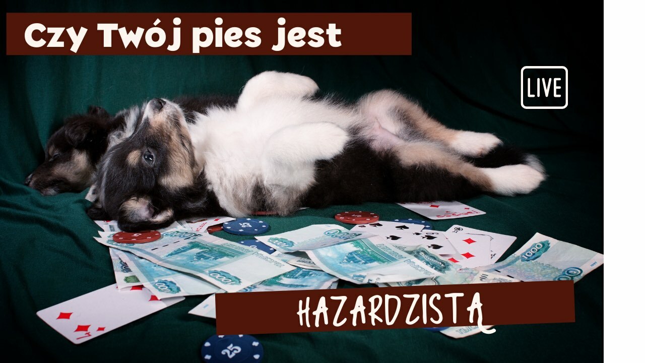 Czy Twój pies jest hazardzistą