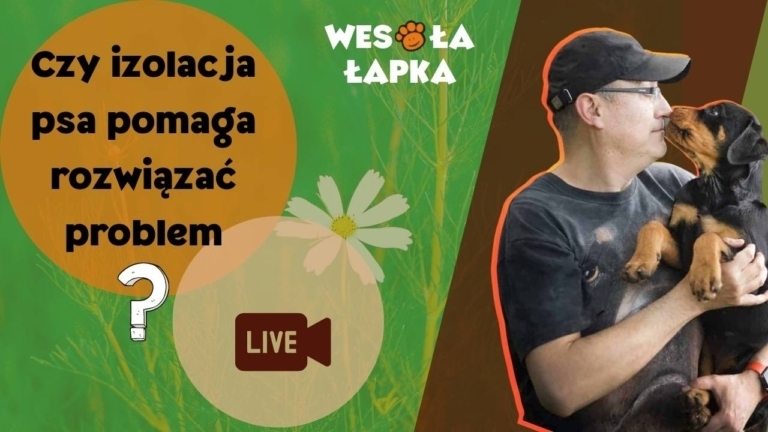 Czy izolacja psa pomaga
