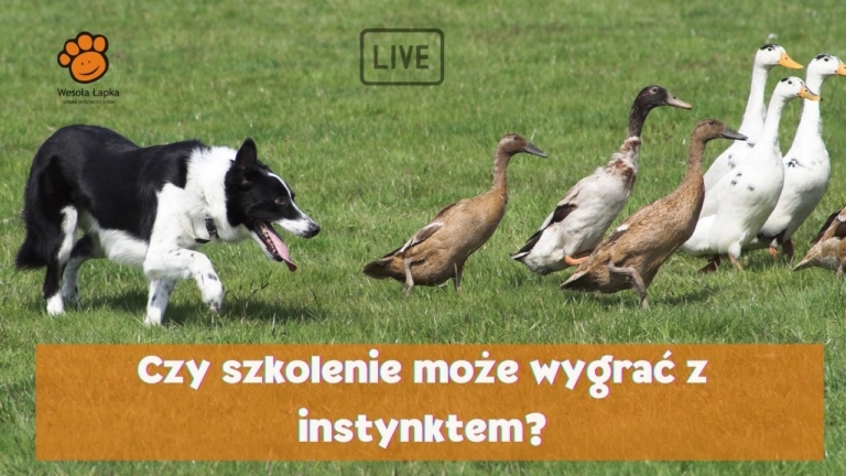 Czy szkolenie może wygrać z instynktem