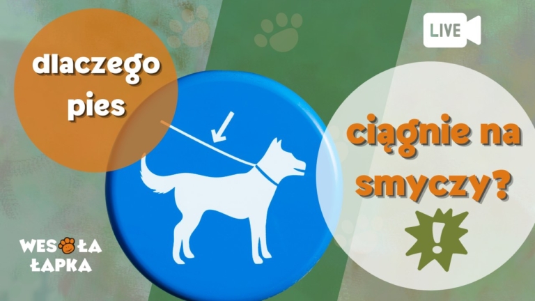 Dlaczego pies ciągnie na smyczy