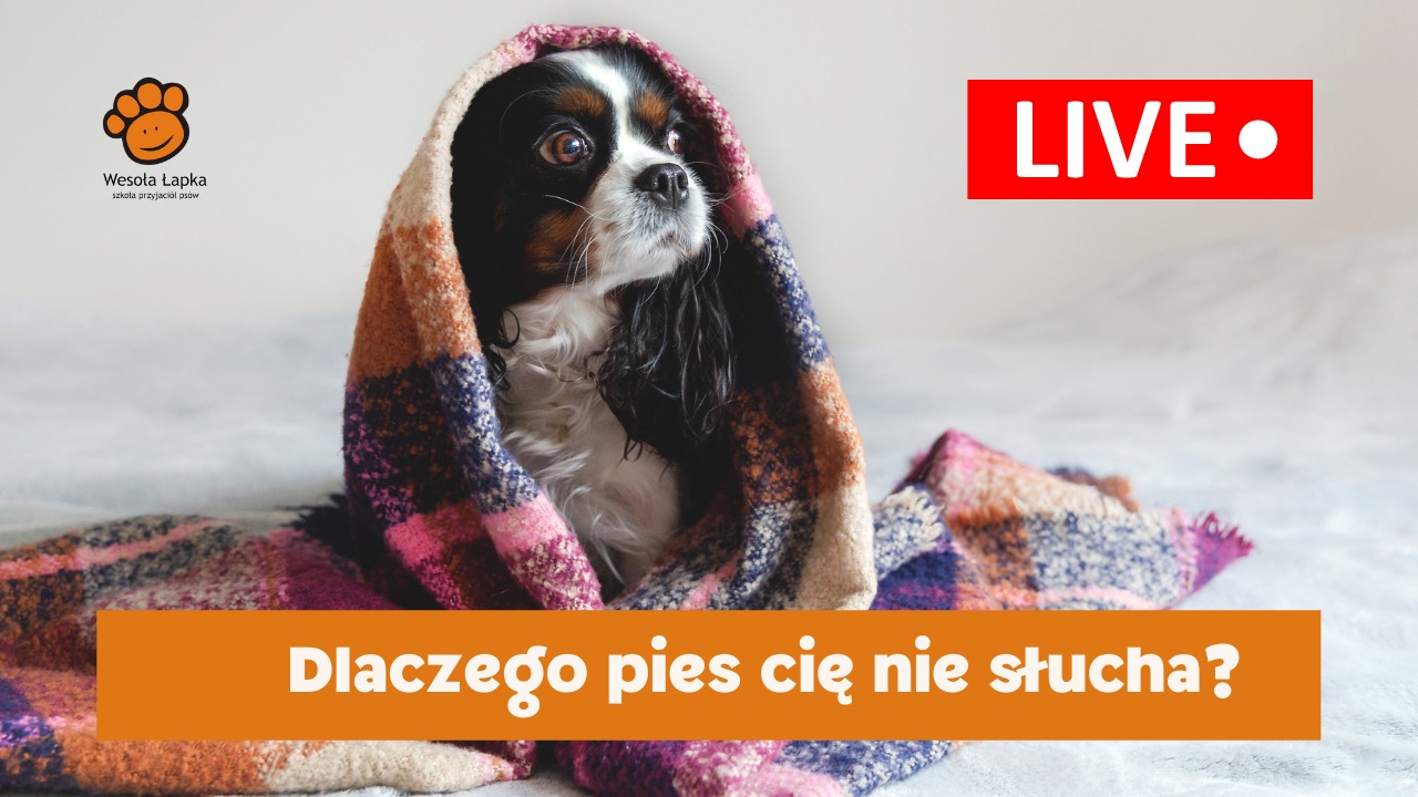 Dlaczego pies cię nie slucha