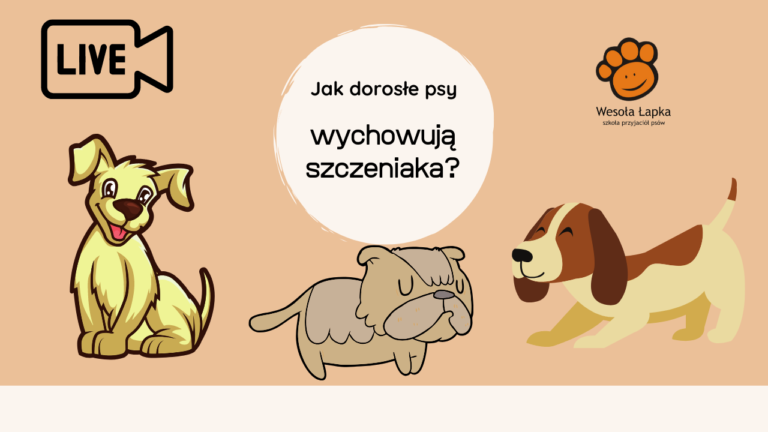 Jak dorosle psy wychowuja szczeniaka