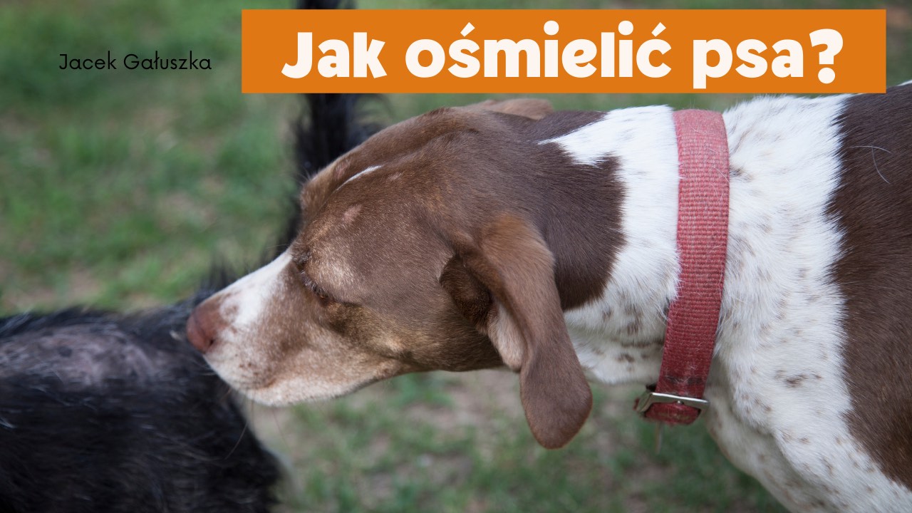 Jak ośmielić psa