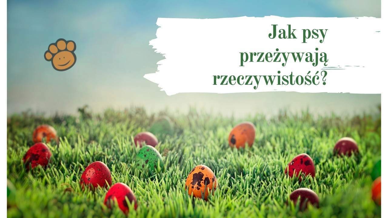 Jak psy przezywaja rzeczywistosc
