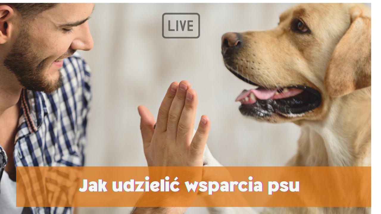 Jak udzielić wsparcia psu