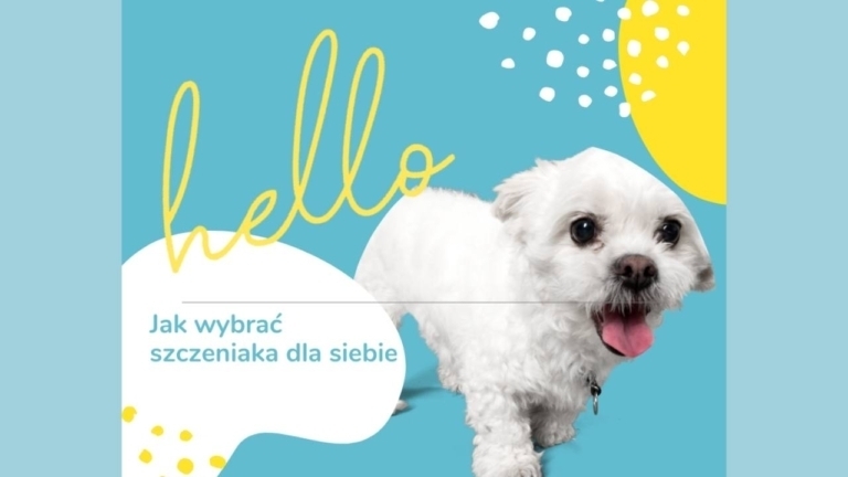 Jak wybrac szczeniaka dla siebie