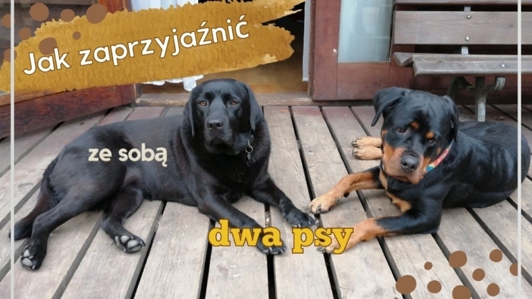 Jak zaprzyjaznic ze soba dwa psy