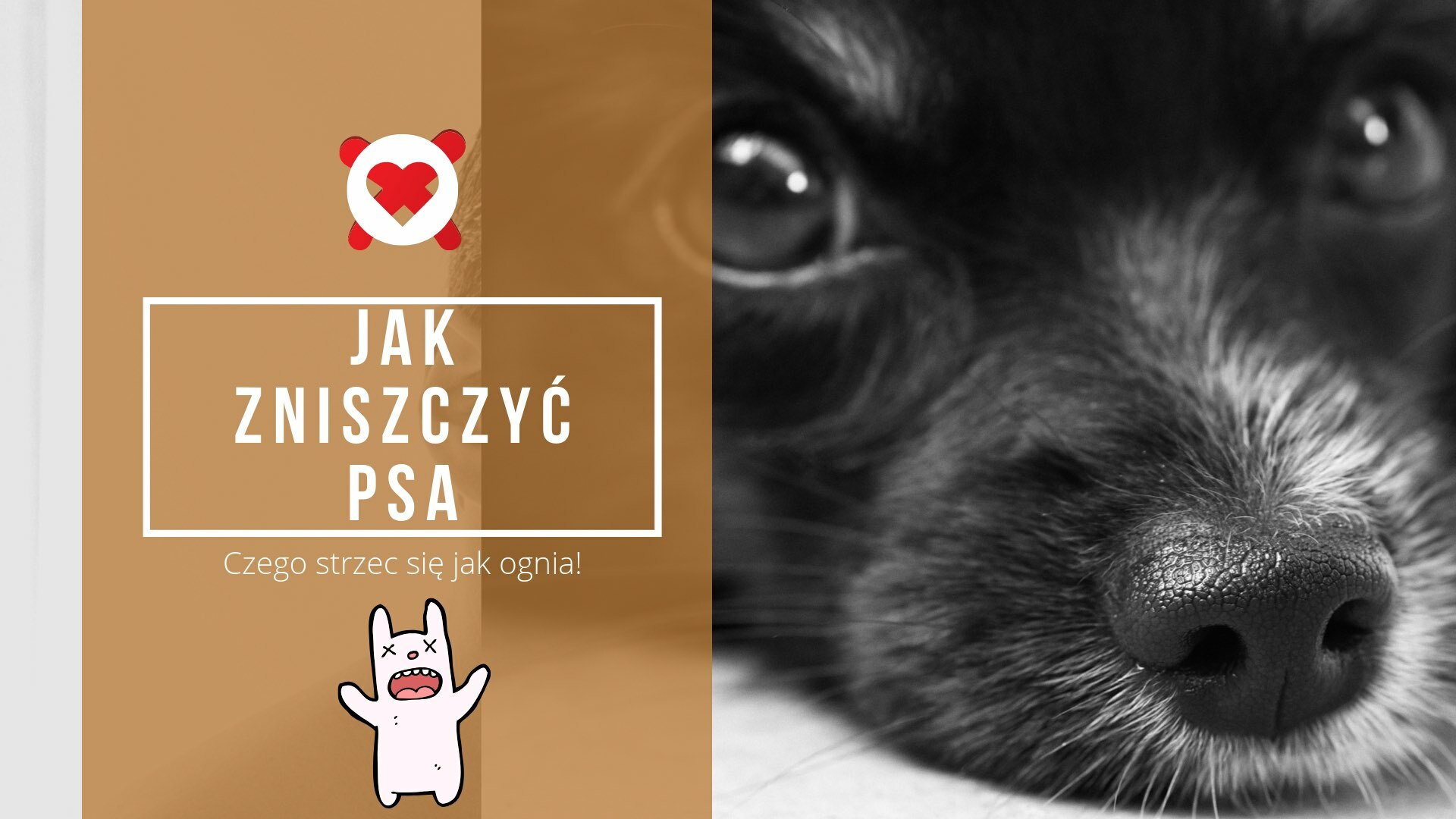 Jak zniszczyć psa