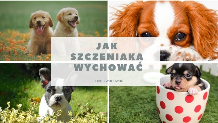 Kopia Jak szczeniaka wychować