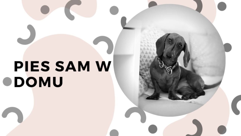 Kopia Pies sam w domu