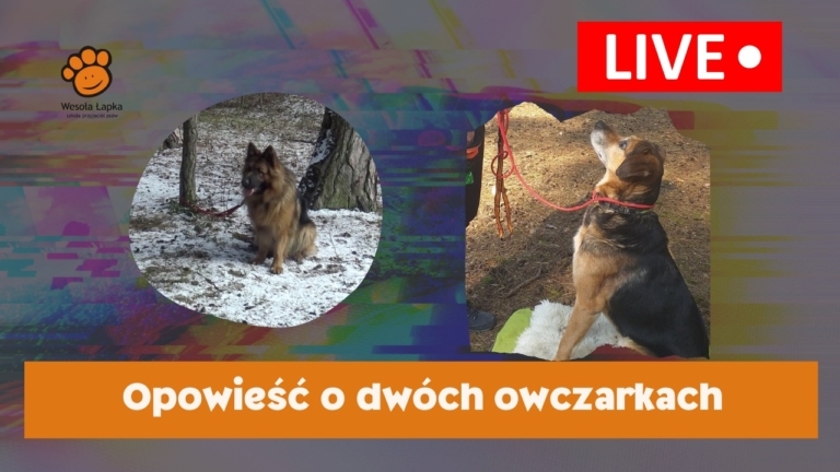 Opowieść o dwóch owczarkach