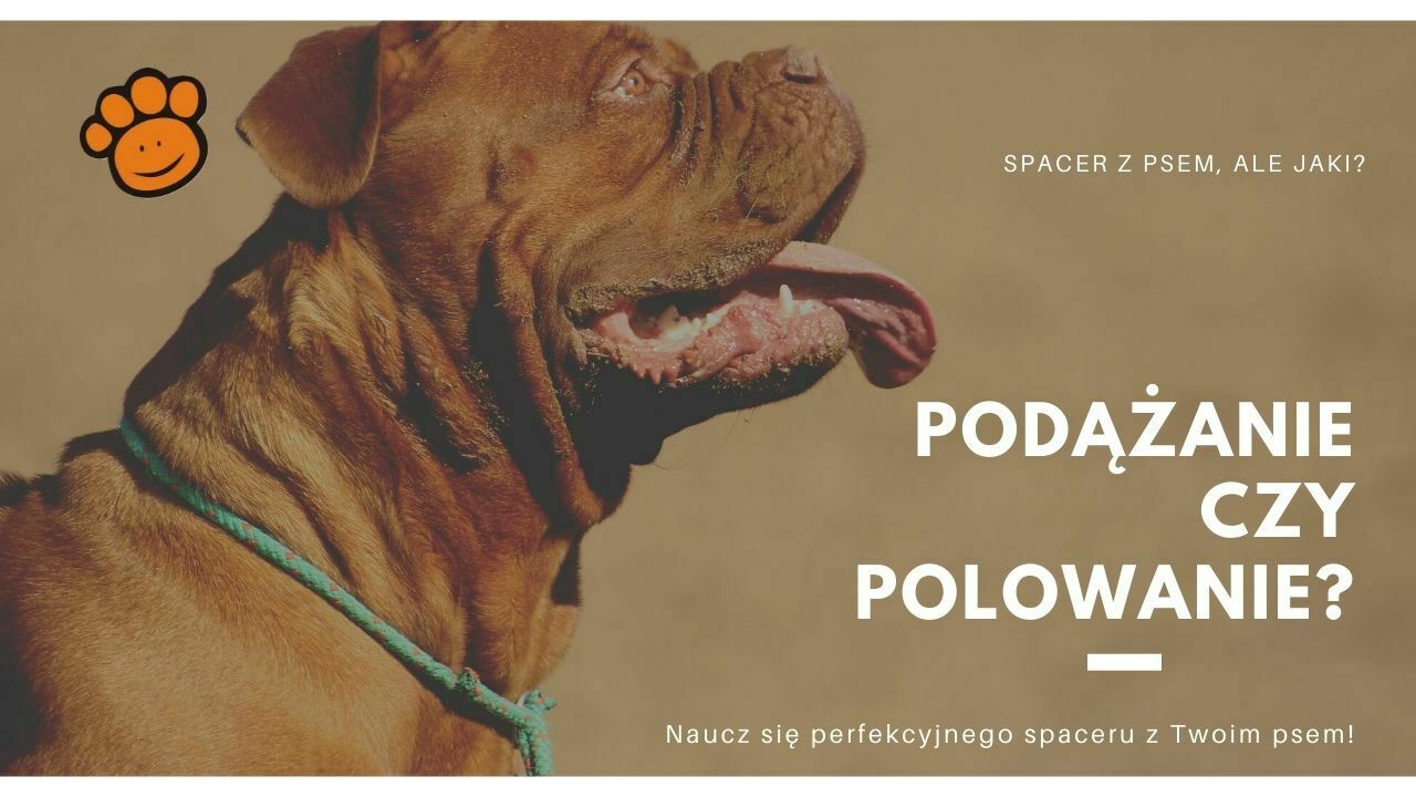 Perfekcyjny spacer