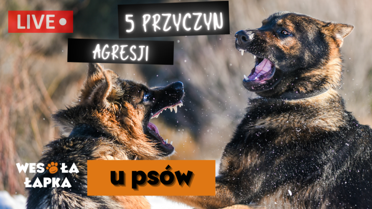 Piec przyczyn agresji