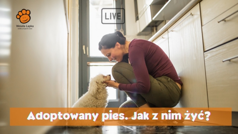 Pies adoptowany
