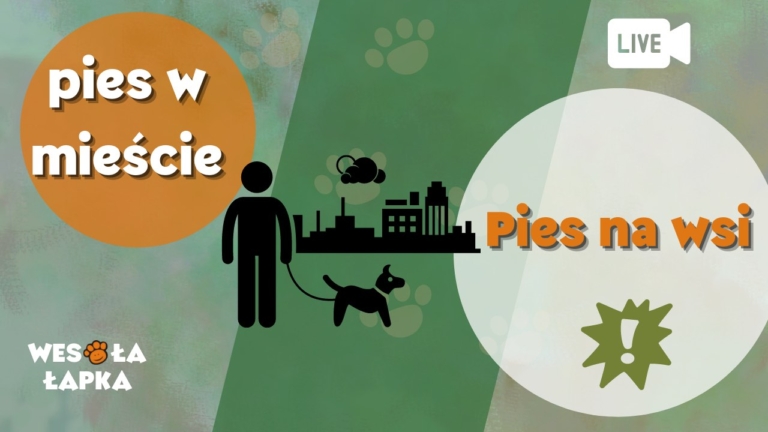 Pies w mieściena wsi