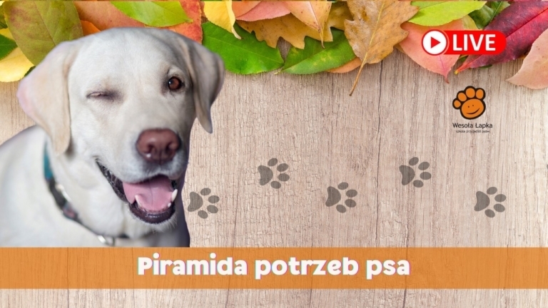 Piramida potrzeb psa