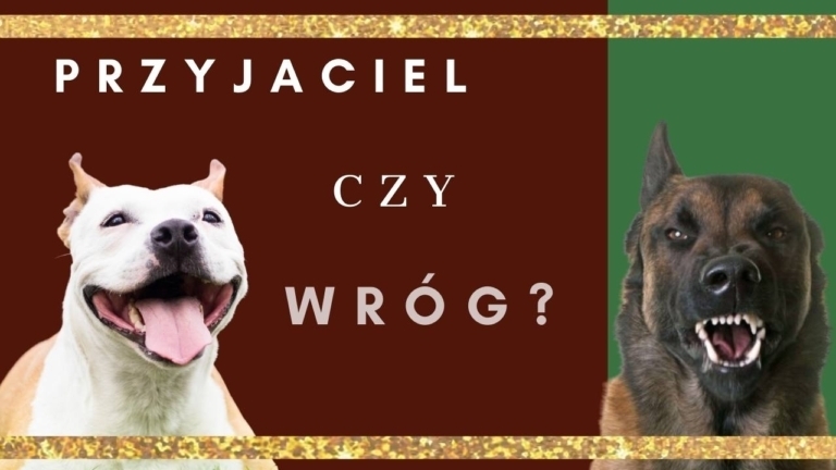 Przyjaciel czy wrog