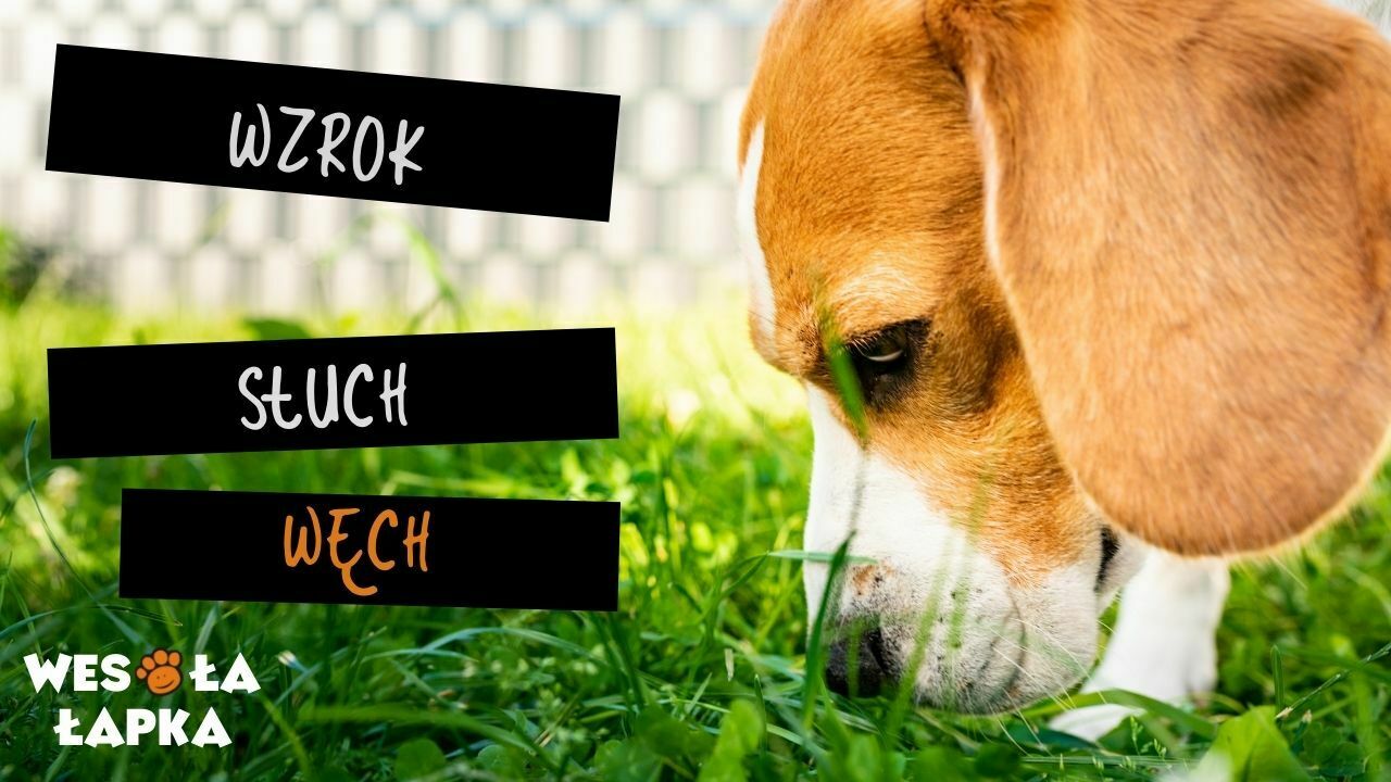 Wzrok sluch wech