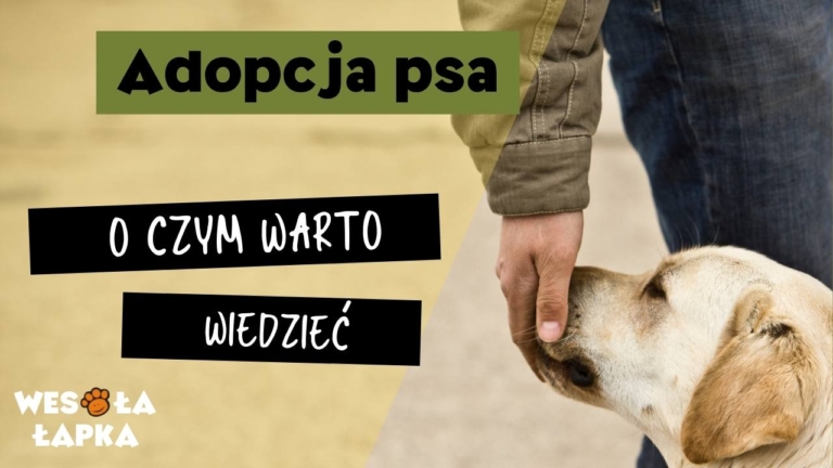 adopcja psa