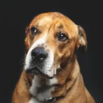 Tom Davis w rozmowie