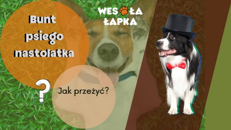 bunt psiego nastolatka