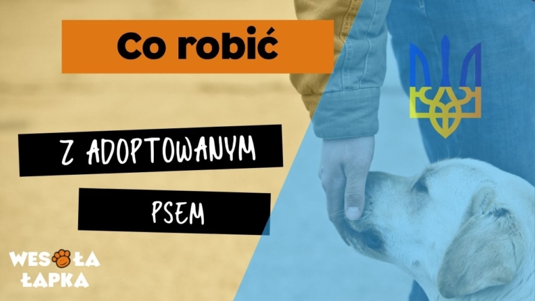 co robic z adoptowanym psem