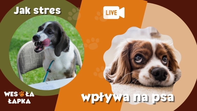 co stres robi z psem