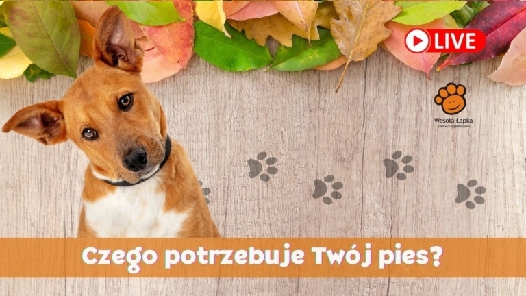 czego potrzebuje pies