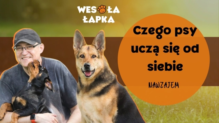 czego psy uczą się od siebie YT 4