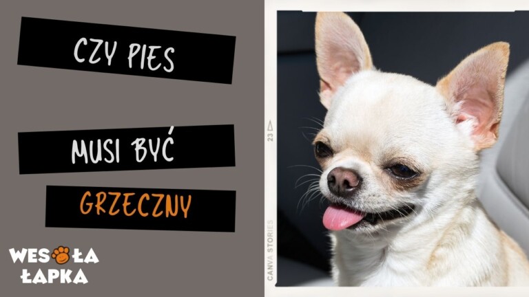 czy pies musi być grzeczny