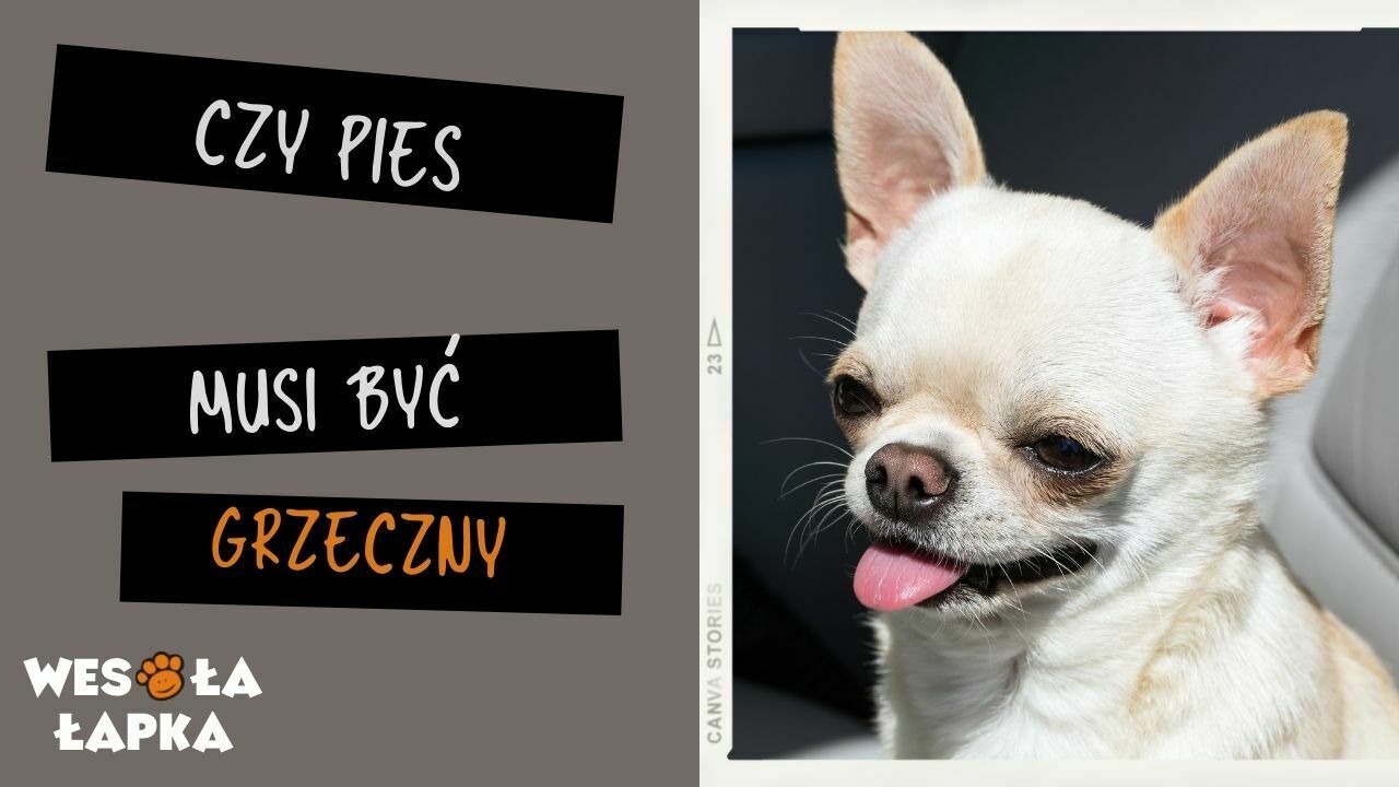czy pies musi być grzeczny