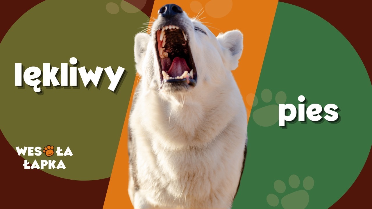 lękliwy pies 1