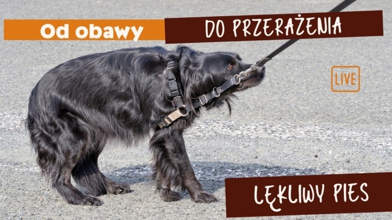 lękliwy pies