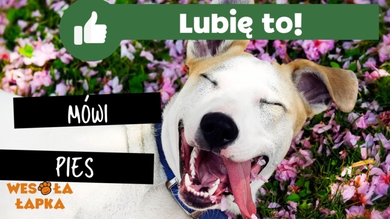 lubię to mówi pies