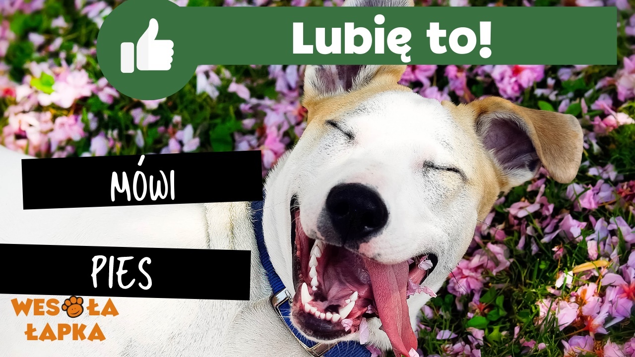 lubię to mówi pies