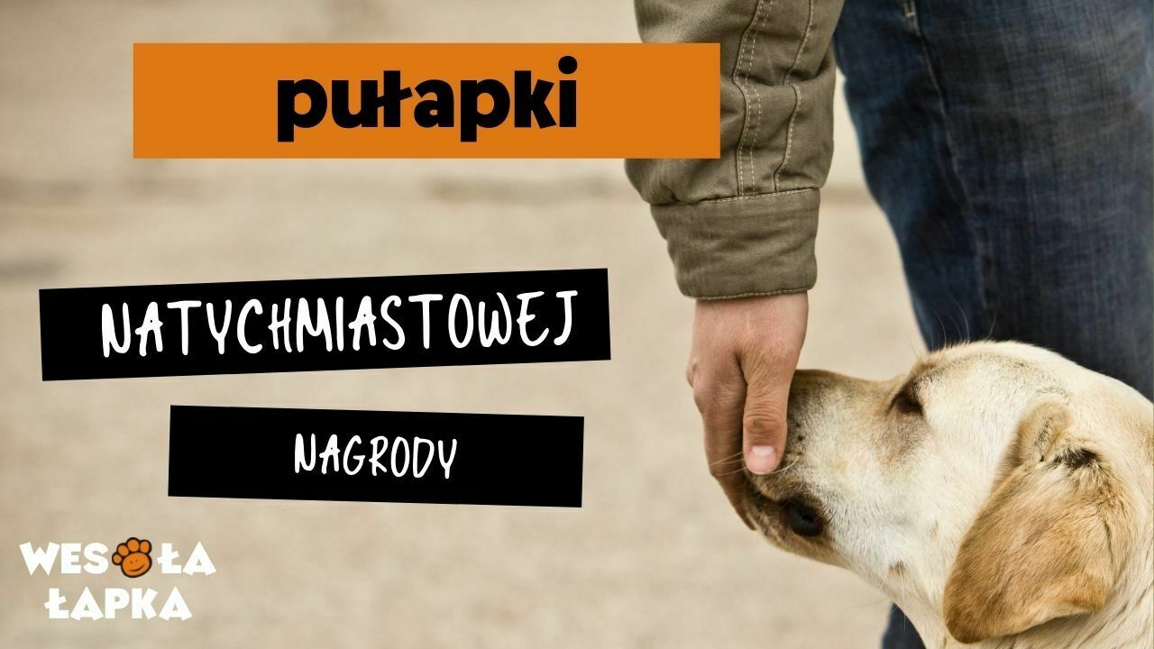 natychmiastowa nagroda