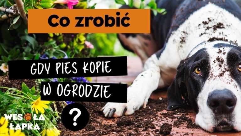 pies kopie w ogrodzie