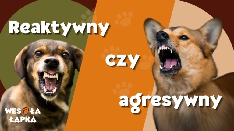 reaktywny czy agresywny 1