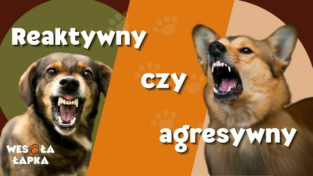 reaktywny czy agresywny