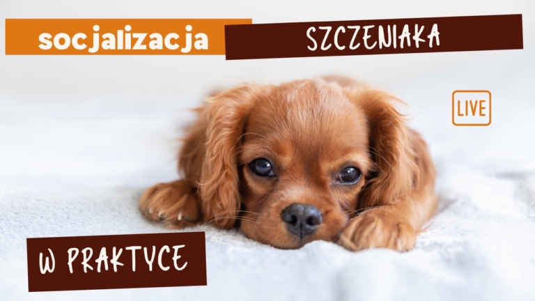 socjalizacja szczeniaka
