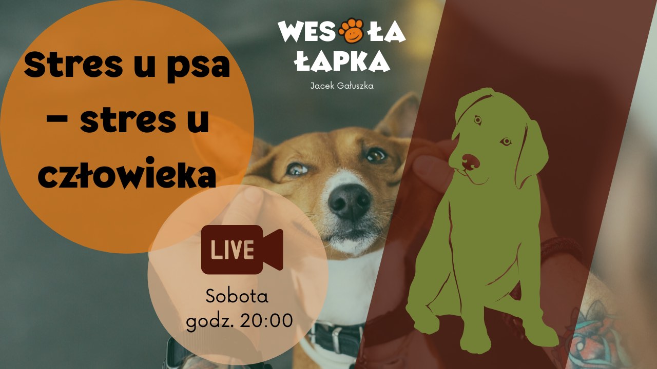 stres u psa