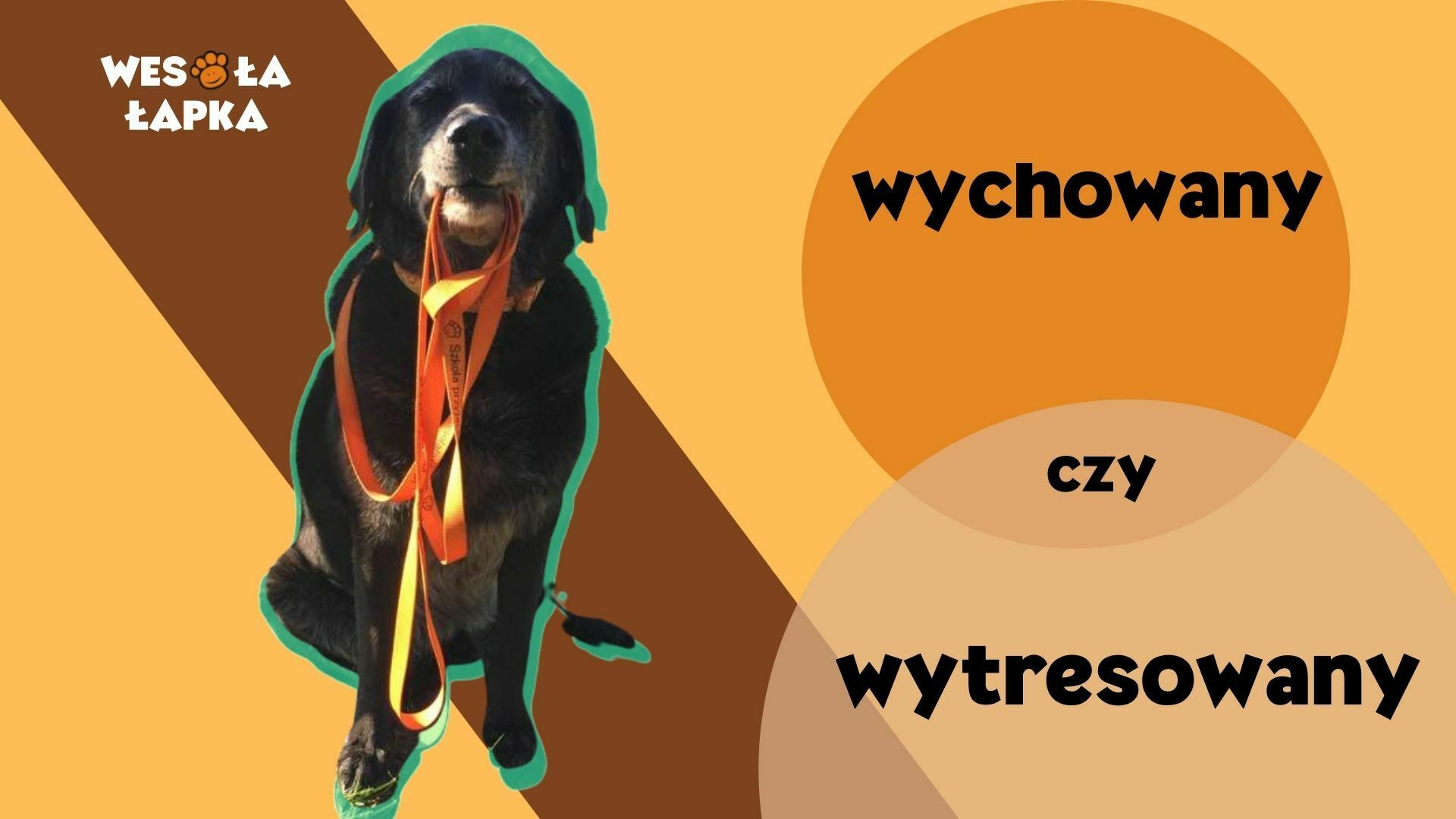 wychowany czy wytresowany