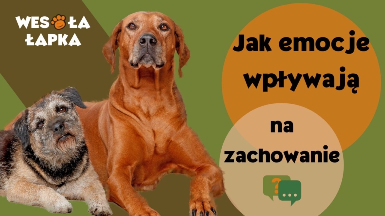 Jak emocje wplywają na zachowanie