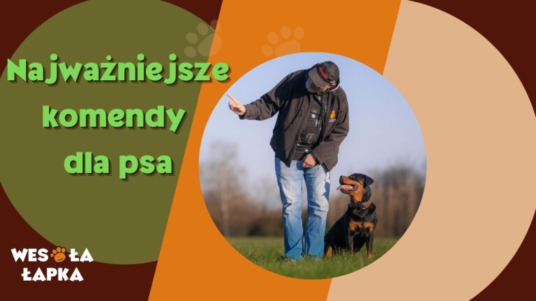 Najwazniejsze komendy