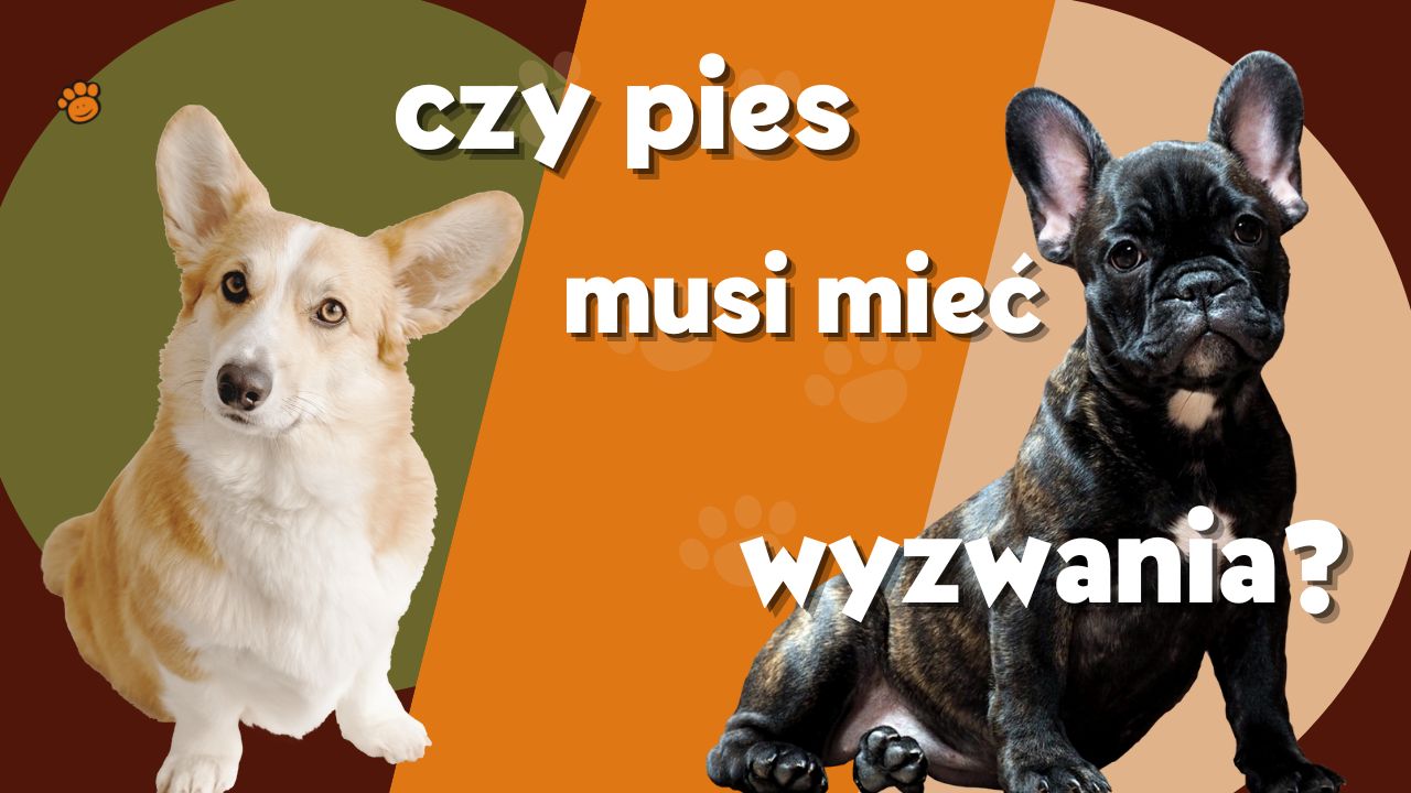 czy pies musi mieć wyzwania