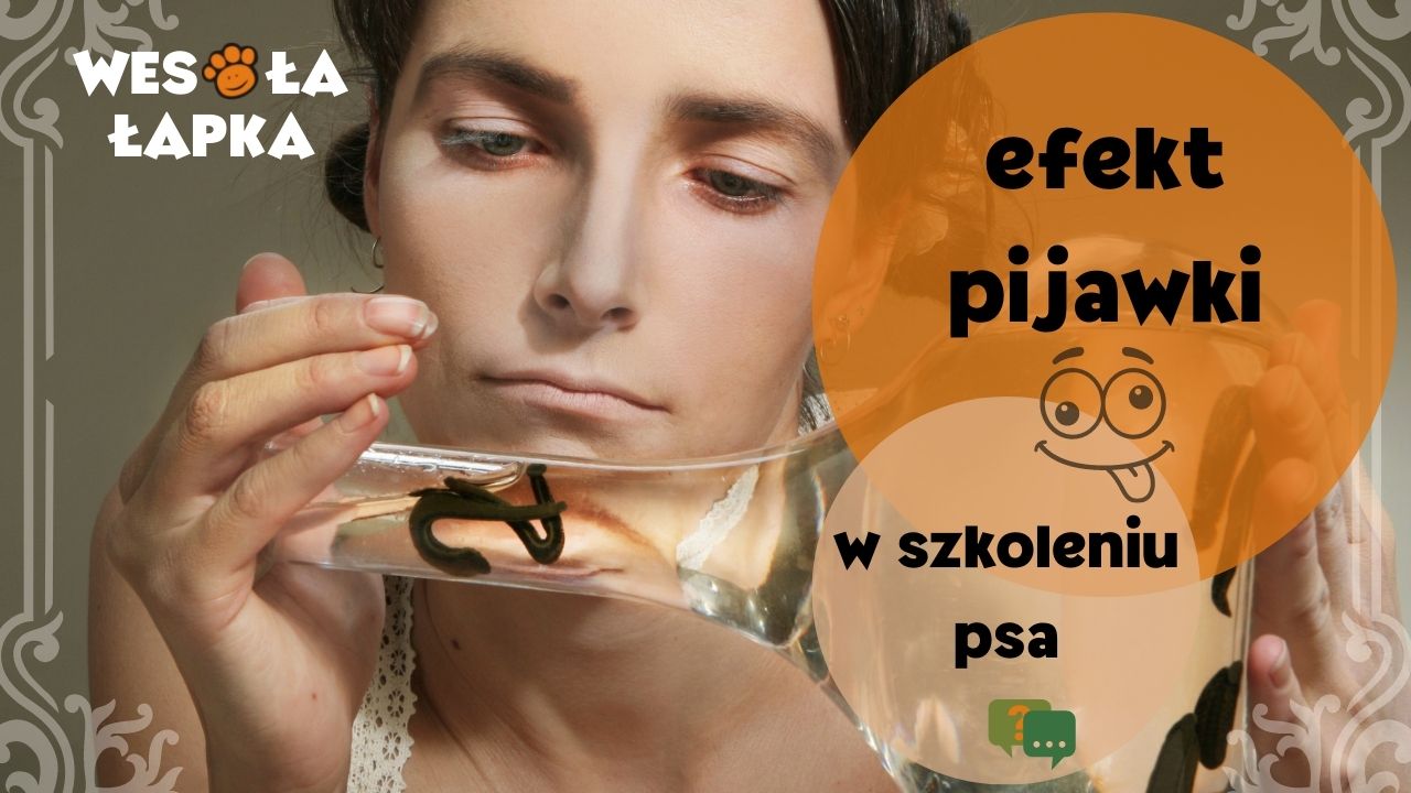 efekt pijawki