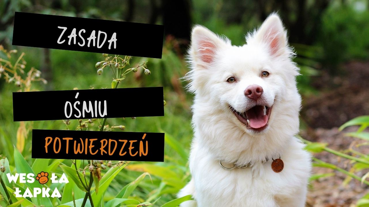zasada 8 potwierdzeń